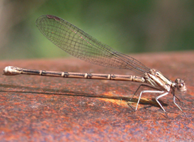 Variable Dancer